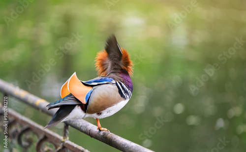 A beautiful male mandarin duck stands on a fence near the lake. Close-up photo. Nature and wild birds photo