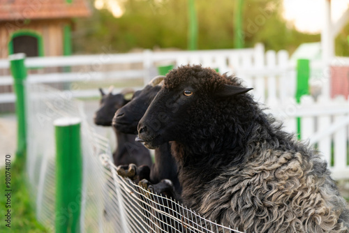 Close-up portrait of a black sheep outdoors in a pasture. Close-up, selective focus photo