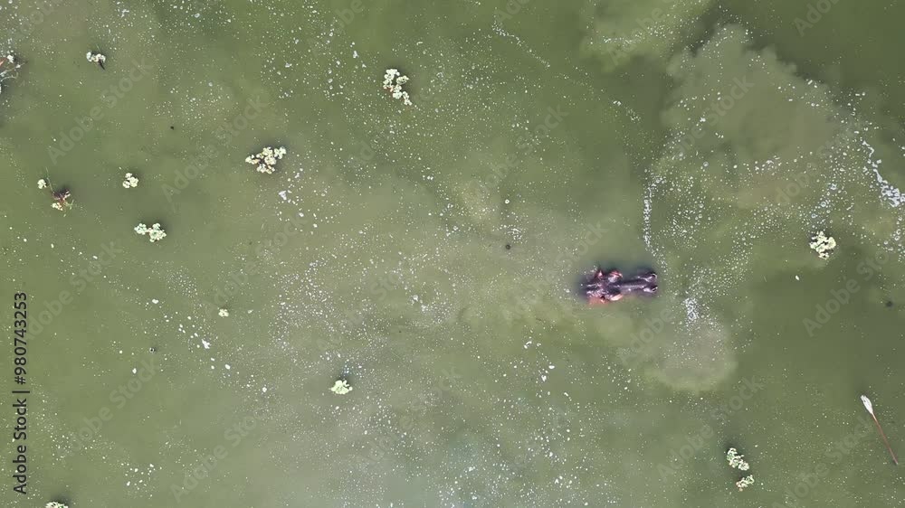 Hippos swimming around a peaceful island, Queen Elizabeth National Park Hippos swimming around a peaceful island, Queen Elizabeth National Park