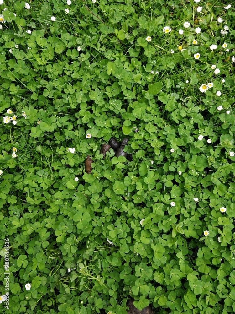 Dog Poo Dog Poo