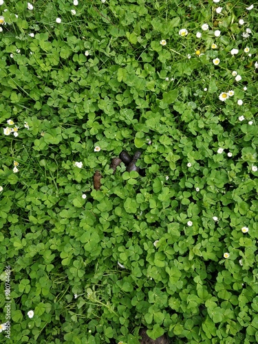 Dog Poo