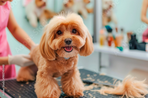 cute little dog at the grooming salon