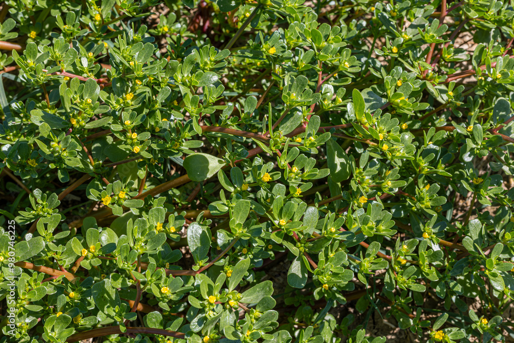 A plant called segan or purslane (Portulaca oleracea). Leaves of common purslane Portulaca oleracea. purslane salad