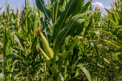 Obraz na płótnie Corn plants in the farm field in summer.young corn cobs and green leaves on a field background close-up. Corn farm. A selective focus picture of corn cob in organic corn field. w salonie