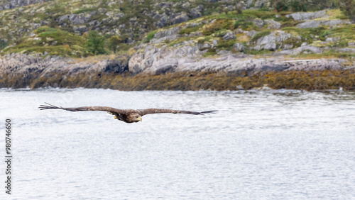 The White tailed Eagle in his natural habitat.