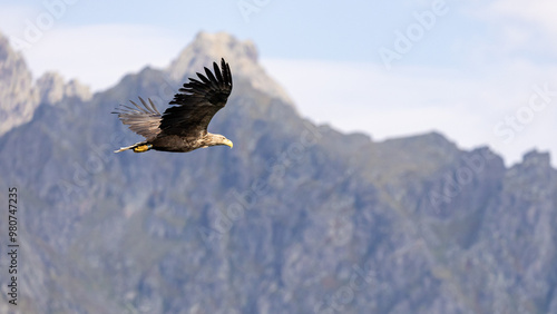 The White tailed Eagle in his natural habitat.