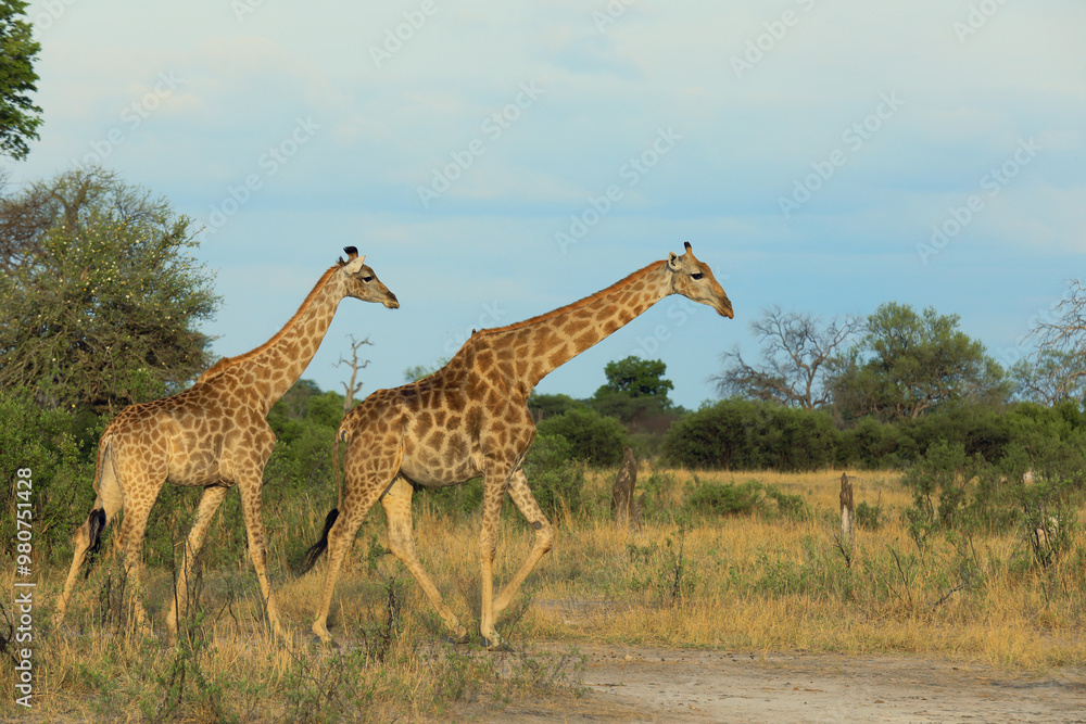Fototapeta premium Giraffes wander through the savanna landscape of Hwange National Park in Zimbabwe during the late afternoon light
