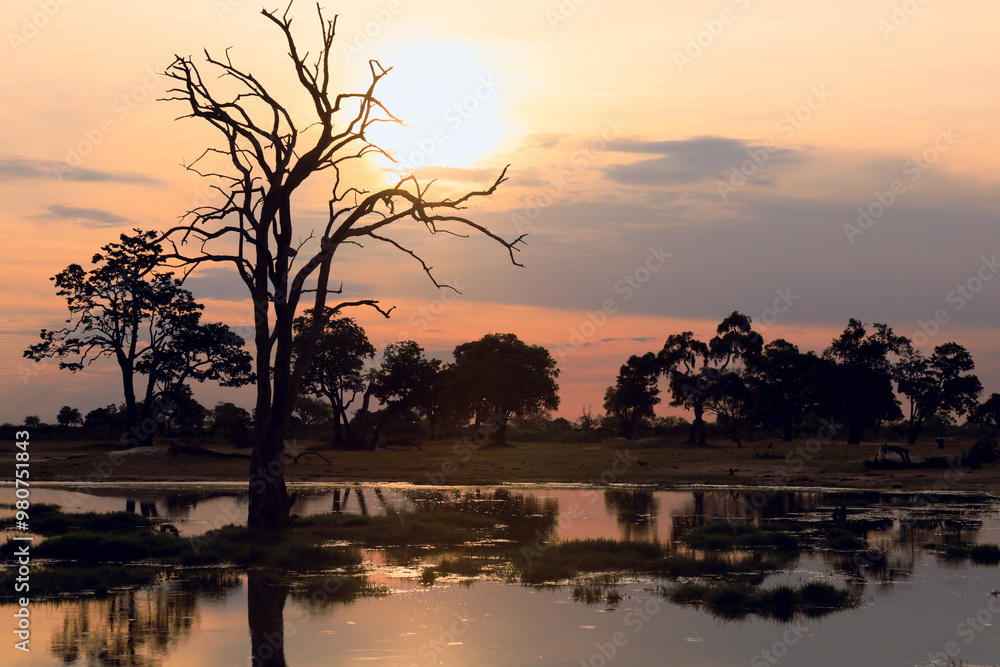 Fototapeta premium Sunset illuminates Hwange National Park with silhouetted trees and tranquil water reflections in Zimbabwe's wilderness