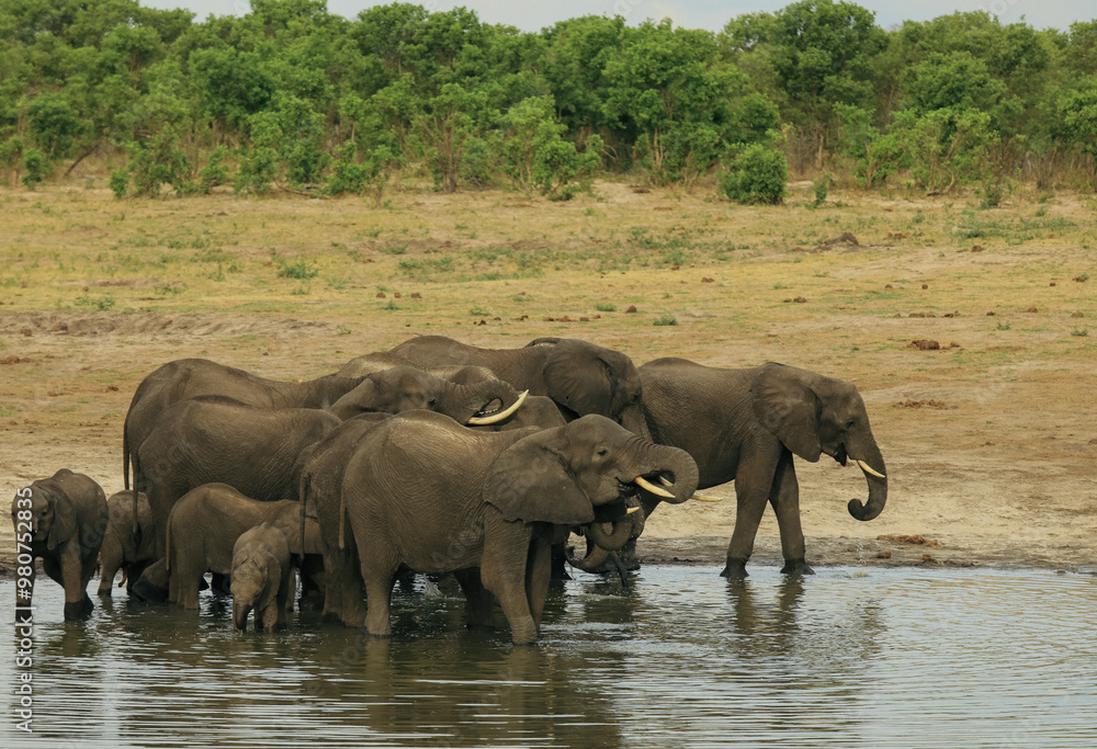 Elephants gather at a watering hole in Hwange National Park, Zimbabwe, during the dry season for a refreshing drink and socialization Elephants gather at a watering hole in Hwange National Park, Zimbabwe, during the dry season for a refreshing drink and socialization