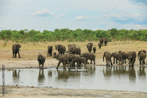 Canvas Print A herd of elephants gathers by a waterhole in Hwange National Park, Zimbabwe dur