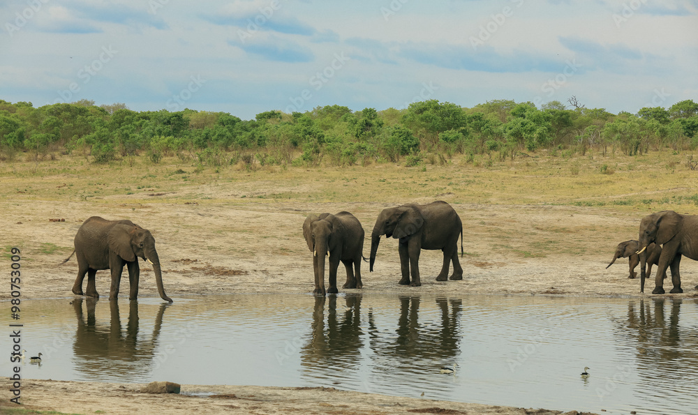 Elephants gathering at a watering hole in Hwange National Park, Zimbabwe during a sunny afternoon Elephants gathering at a watering hole in Hwange National Park, Zimbabwe during a sunny afternoon