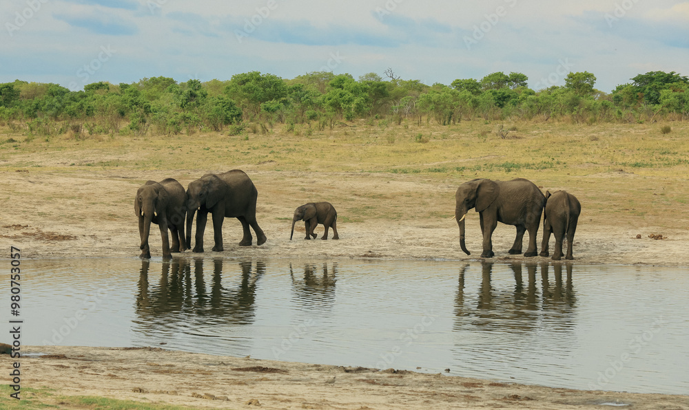 Obraz premium Elephants gather near water in Hwange National Park, Zimbabwe during the dry season, showcasing their social bonds and natural habitat