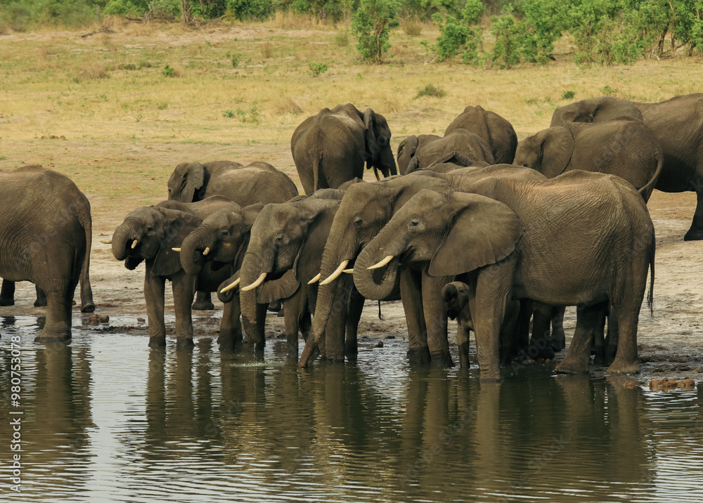 Obraz premium A herd of elephants gathers at a waterhole in Hwange National Park, Zimbabwe during the warm afternoon sun