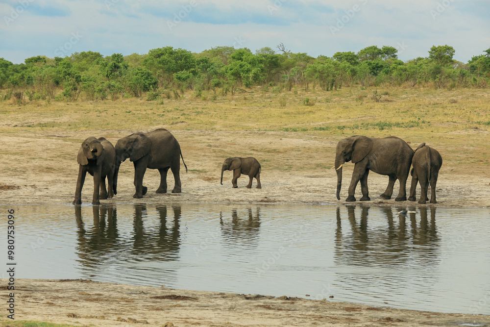 Naklejka premium Elephants gather at a waterhole in Hwange National Park, Zimbabwe during the warm afternoon sun