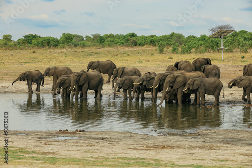 A herd of elephants gathering at a waterhole in Hwange National Park, Zimbabwe during the dry season