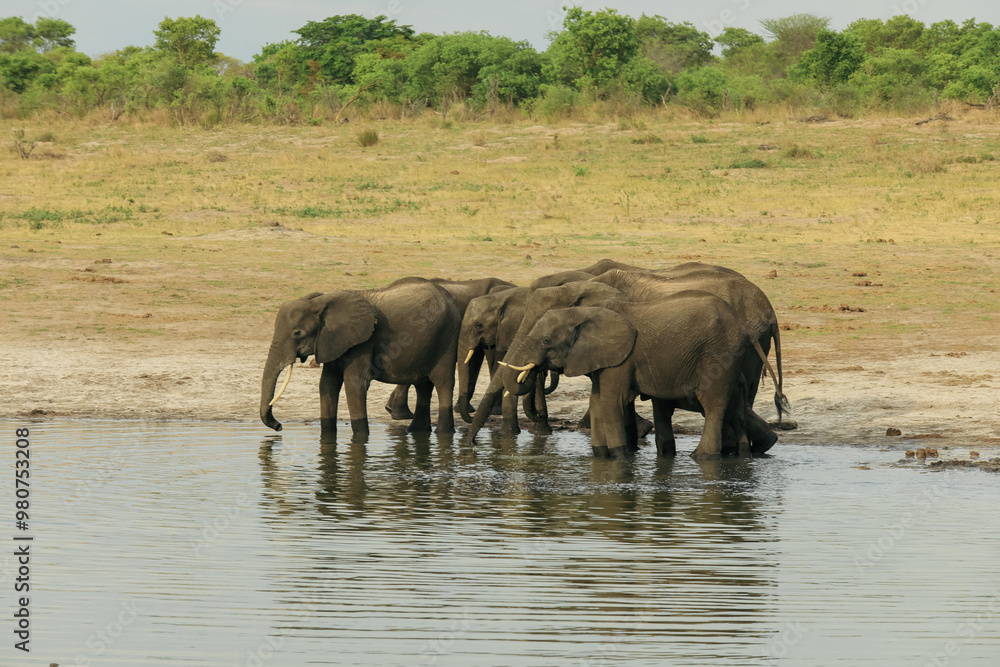 Obraz premium Elephants gather at a waterhole in Hwange National Park, Zimbabwe during the dry season