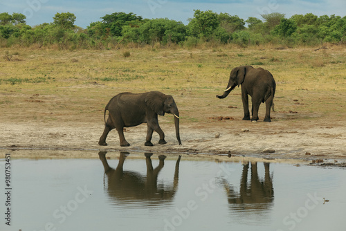 Elephants drinking at a waterhole in Hwange National Park, Zimbabwe during the dry season