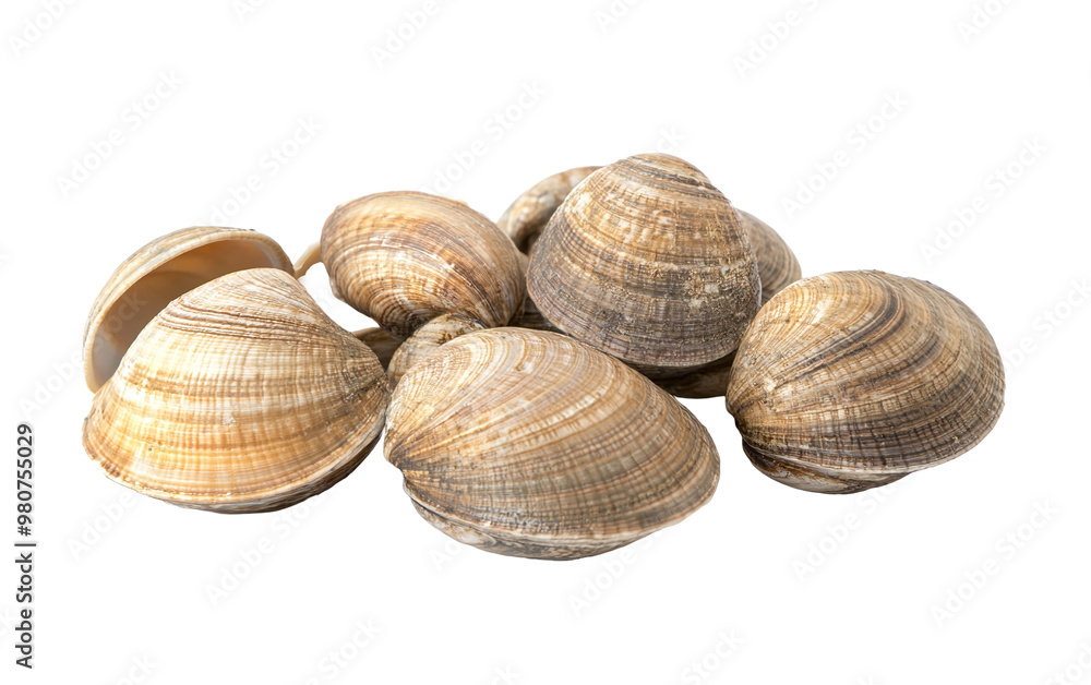 Fresh clams isolated on white or transparent background Fresh clams isolated on white or transparent background