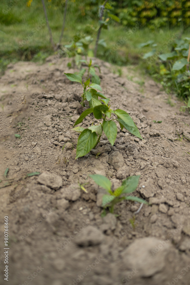 The process of planting pepper seedlings in the garden. Spring work in the garden. High quality 4k footage The process of planting pepper seedlings in the garden. Spring work in the garden. High quality 4k footage