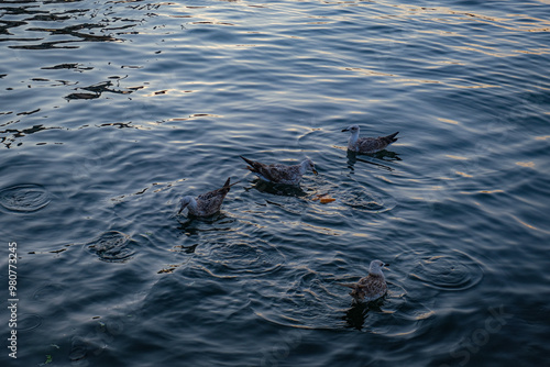 Wings of Stillness: Seagulls Dancing on Istanbul Waters