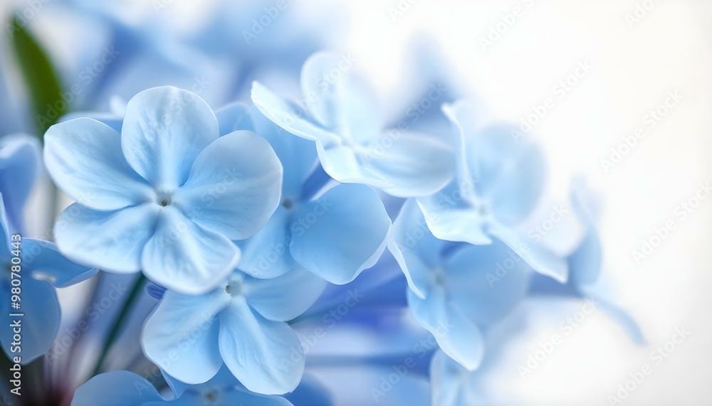 A close-up view of delicate blue and white flowers with soft A close-up view of delicate blue and white flowers with soft