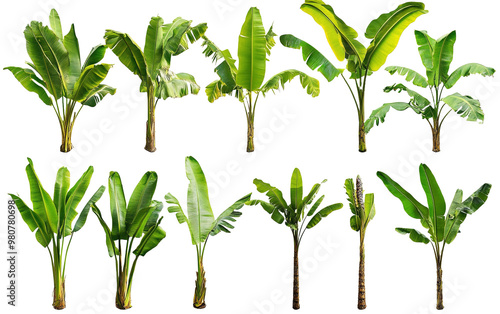Green banana tree collection isolated on white or transparent background