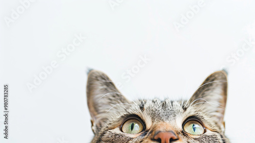 Funny peeping cat looking up. Isolated on white background