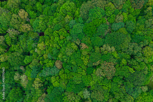 Texture of green forest top view. The lungs of the Earth concept