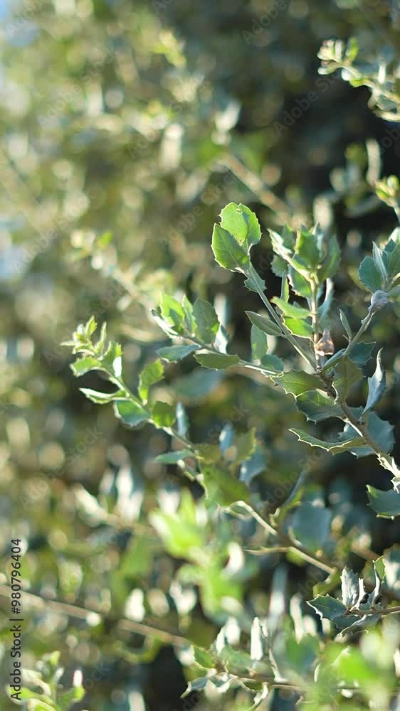 oak leaves on a tree that sways slowly in the wind