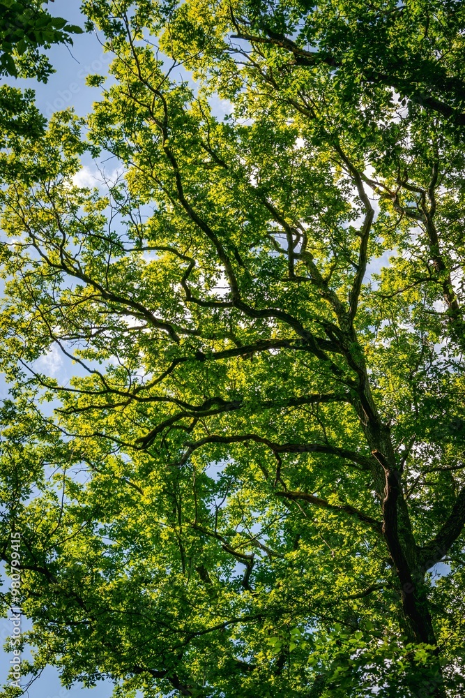 trees in the forest trees in the forest