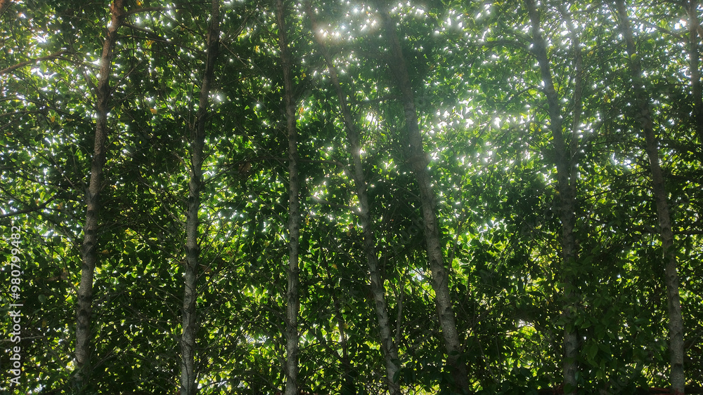 Naklejka premium green grass background sunlight spot