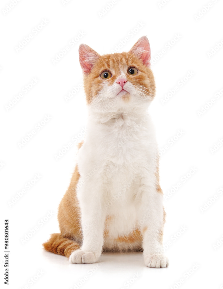 Beautiful red cat. Beautiful red cat.