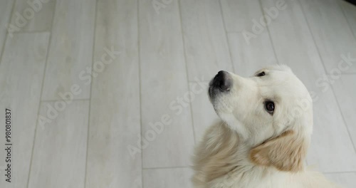 The adorable dog of the Golden Retriever breed skillfully grabs treats while in motion photo