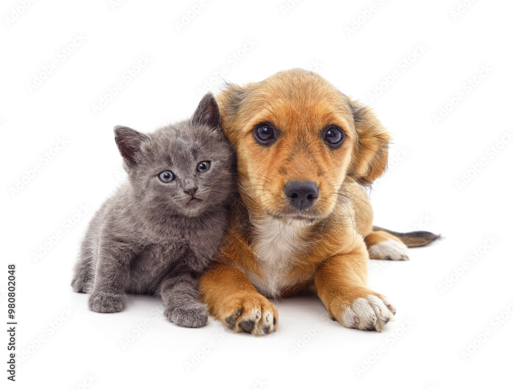Puppy and kitten. Puppy and kitten.