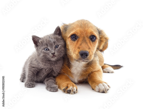 Puppy and kitten.