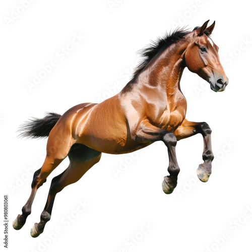 Brown horse leaping in air photo