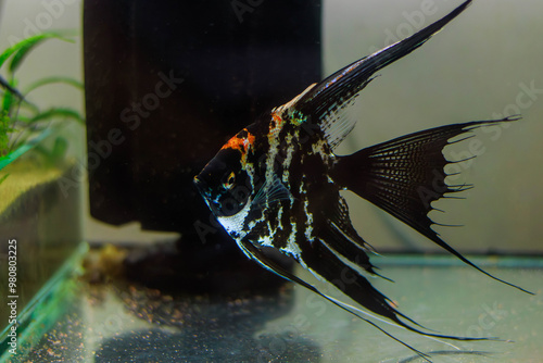 Tricolor koi freshwater angelfish - Pterophyllum scalare 
 photo