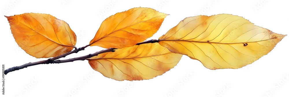 a close up of a branch with leaves
a close up of a branch with leaves