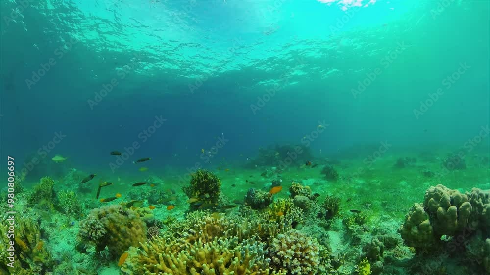 Tropical sea and coral reef. Underwater Fish and Coral Garden. Underwater sea fish. Tropical reef marine. Colourful underwater seascape. Philippines. Tropical sea and coral reef. Underwater Fish and Coral Garden. Underwater sea fish. Tropical reef marine. Colourful underwater seascape. Philippines.