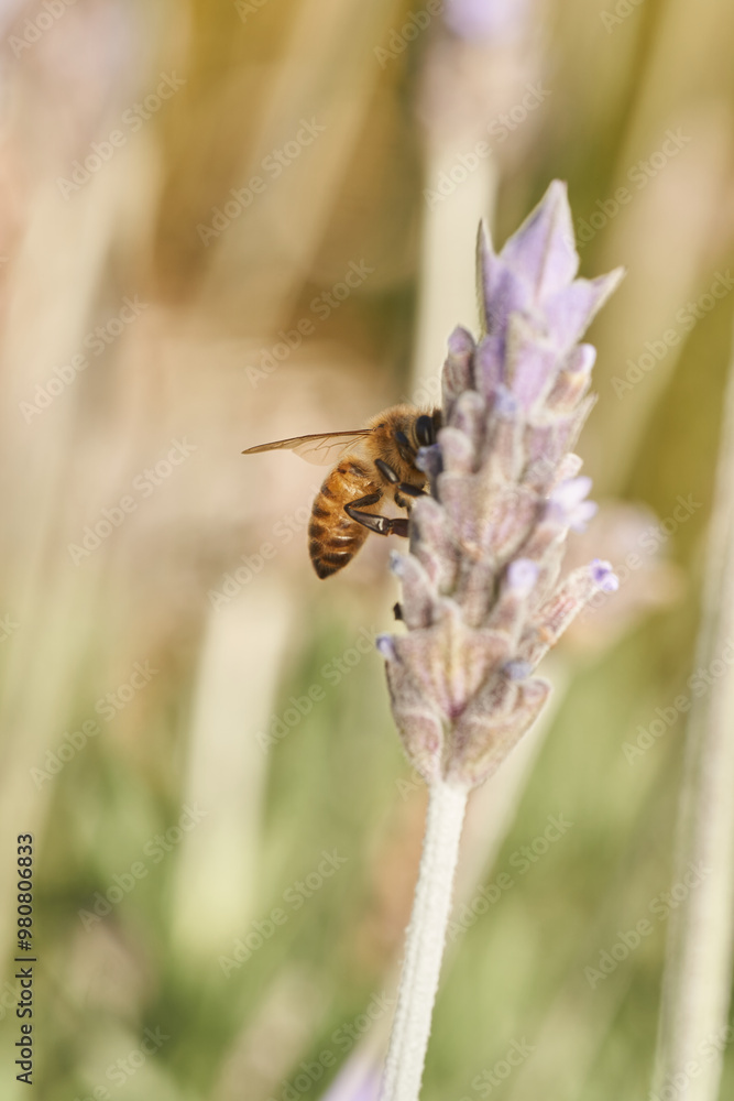 A bee perched on a violet flower A bee perched on a violet flower