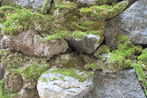 Background with A Close-Up Moss on A Pile of Stone During Rainy Season in Indonesia