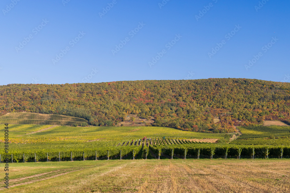 Naklejka premium Autumn vineyard near Tokaj town, Tokaj region, Great Plain and North, Hungary