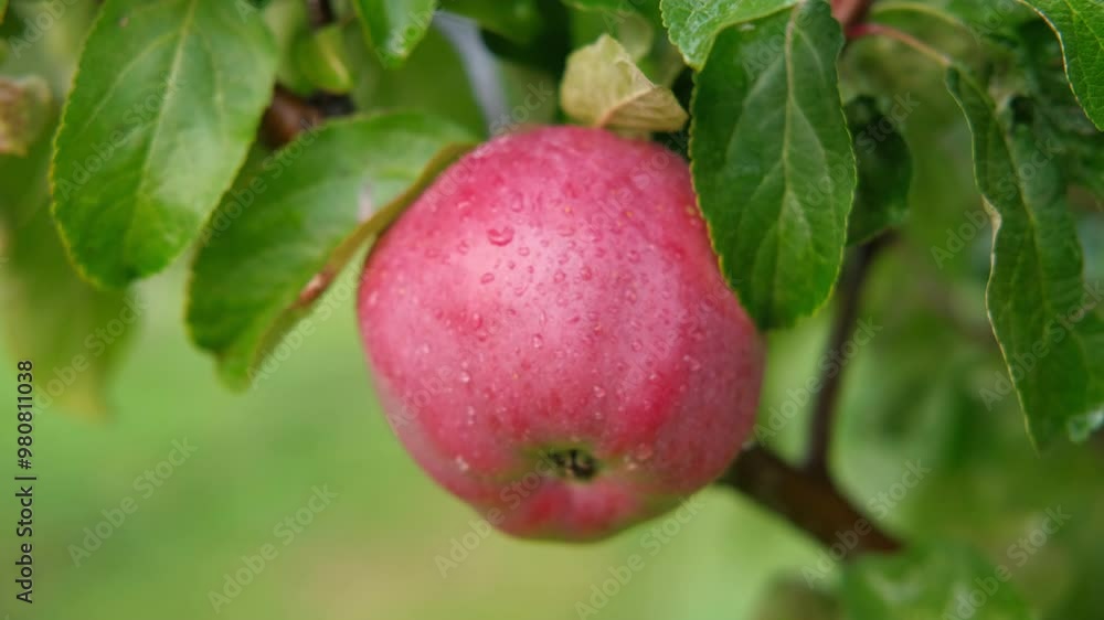 Ripe Apples in the Apple Orchard before Harvesting. Big Red delicious Apples Hanging from a Tree Branch in the Fruit Garden at Fall Harvest. Basket of Apples. Autumn Cloudy Day, Soft Shadow. 4K Ripe Apples in the Apple Orchard before Harvesting. Big Red delicious Apples Hanging from a Tree Branch in the Fruit Garden at Fall Harvest. Basket of Apples. Autumn Cloudy Day, Soft Shadow. 4K