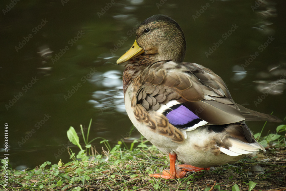 Fototapeta premium マガモ