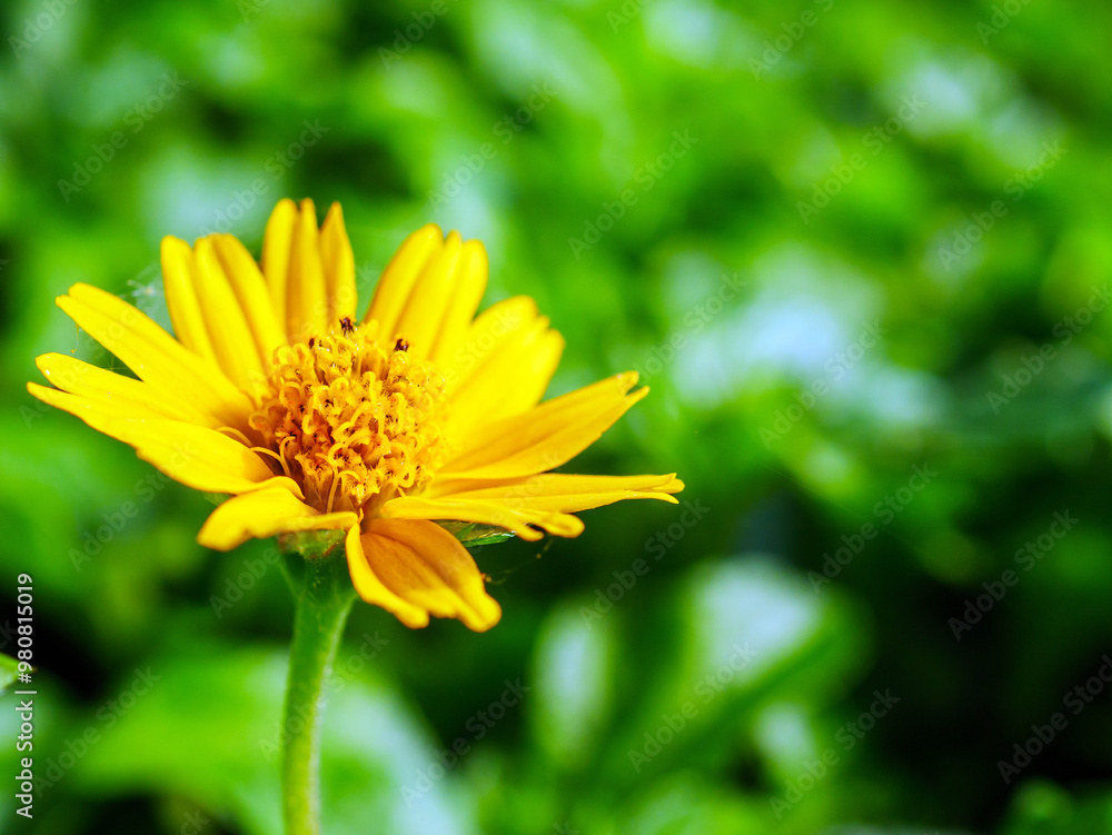 Pretty yellow creeping daisy flower, close-up of pollen yellow creeping daisy flower, yellow creeping daisy flowers growing in spring Pretty yellow creeping daisy flower, close-up of pollen yellow creeping daisy flower, yellow creeping daisy flowers growing in spring