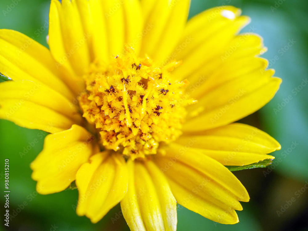 blooming pretty yellow creeping daisy flower, close-up of pollen yellow creeping daisy flower, yellow creeping daisy flowers growing in rainy season blooming pretty yellow creeping daisy flower, close-up of pollen yellow creeping daisy flower, yellow creeping daisy flowers growing in rainy season