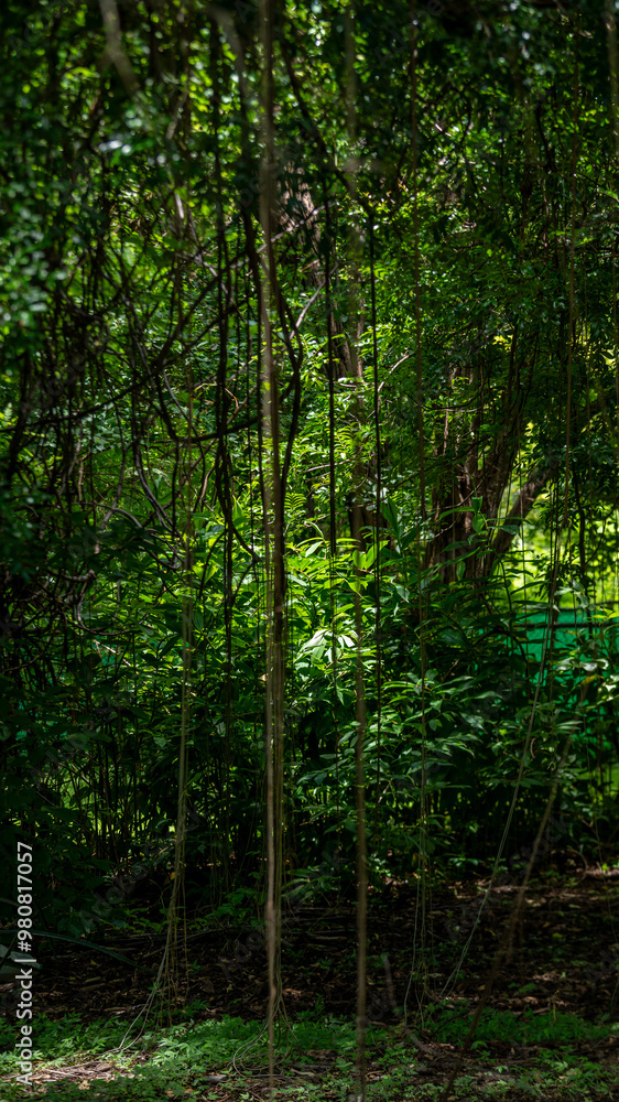 Dense tropical forest in the Gulf of Papagayo, Costa Rica
