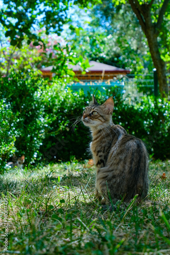 A Lone Cat in the Garden's Embrace