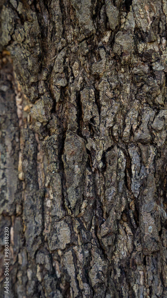 Textured tree bark close-up in Golfo de Papagayo, Costa Rica Textured tree bark close-up in Golfo de Papagayo, Costa Rica