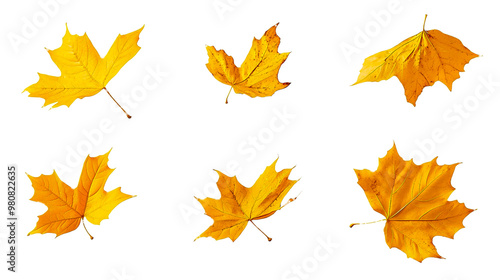 orange and red maple leaves without background, autumn foliage, fall.